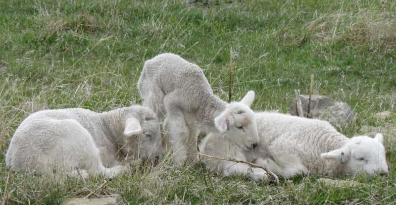 Lambs